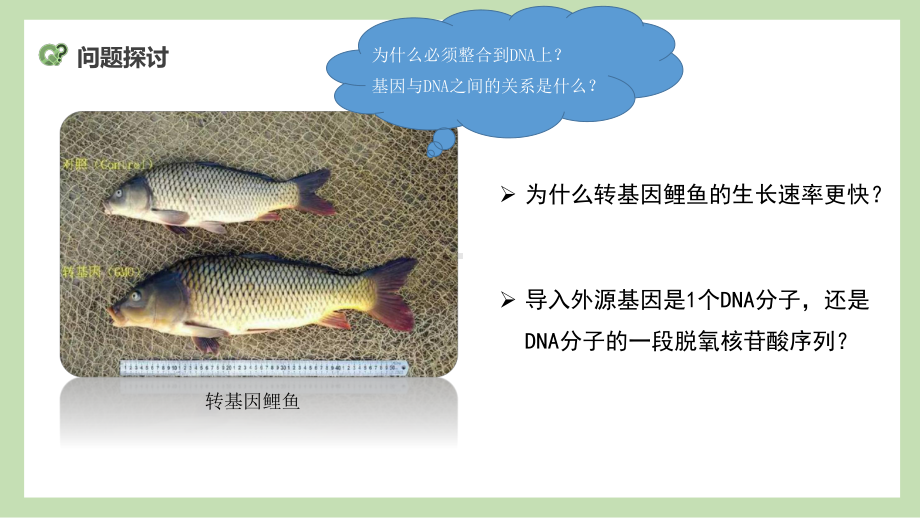 3.4 基因通常是有遗传效应的DNA片段ppt课件(同名1)-2023新人教版(2019）《高中生物》必修第二册.pptx_第2页