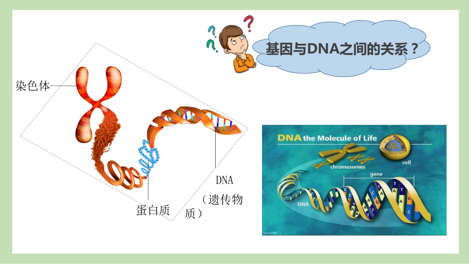 3.4 基因通常是有遗传效应的DNA片段ppt课件(同名1)-2023新人教版(2019）《高中生物》必修第二册.pptx_第3页