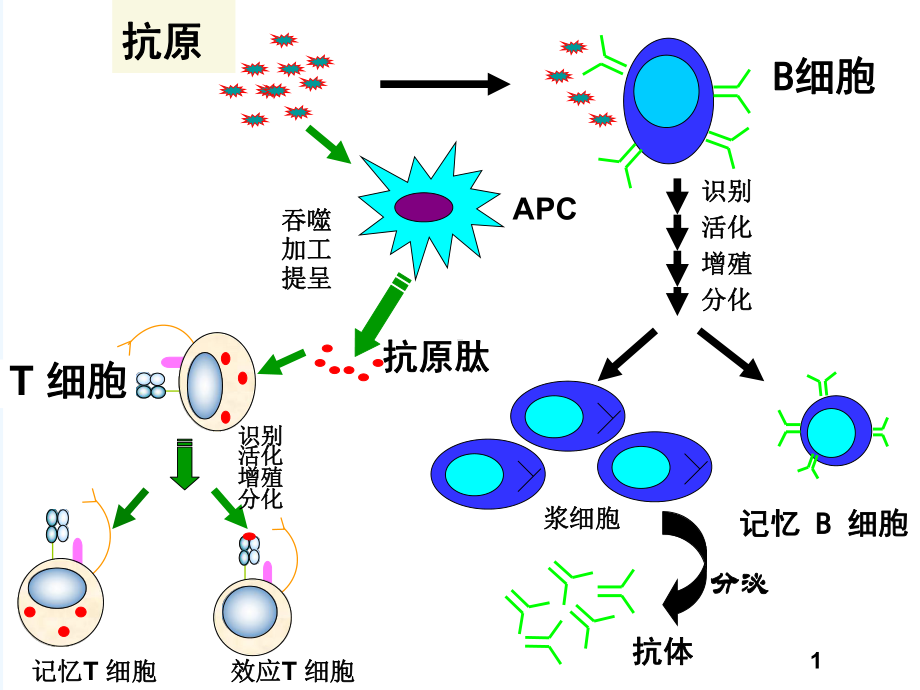 医学免疫学第六版抗原[可修改版]课件.ppt_第2页