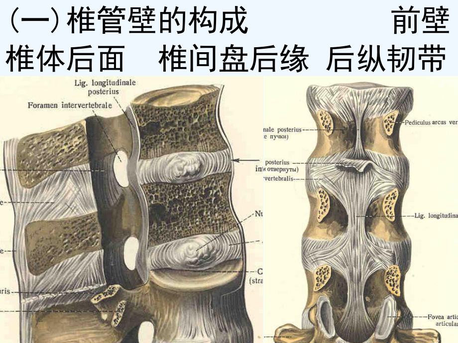 椎管解剖腰麻骶管麻醉基础[可修改版]课件.ppt_第3页