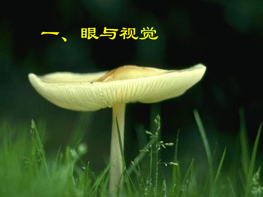 新人教版七年级生物下册第四单元生物圈中的人第六章人体生命活动的调节复习课件.ppt_第3页