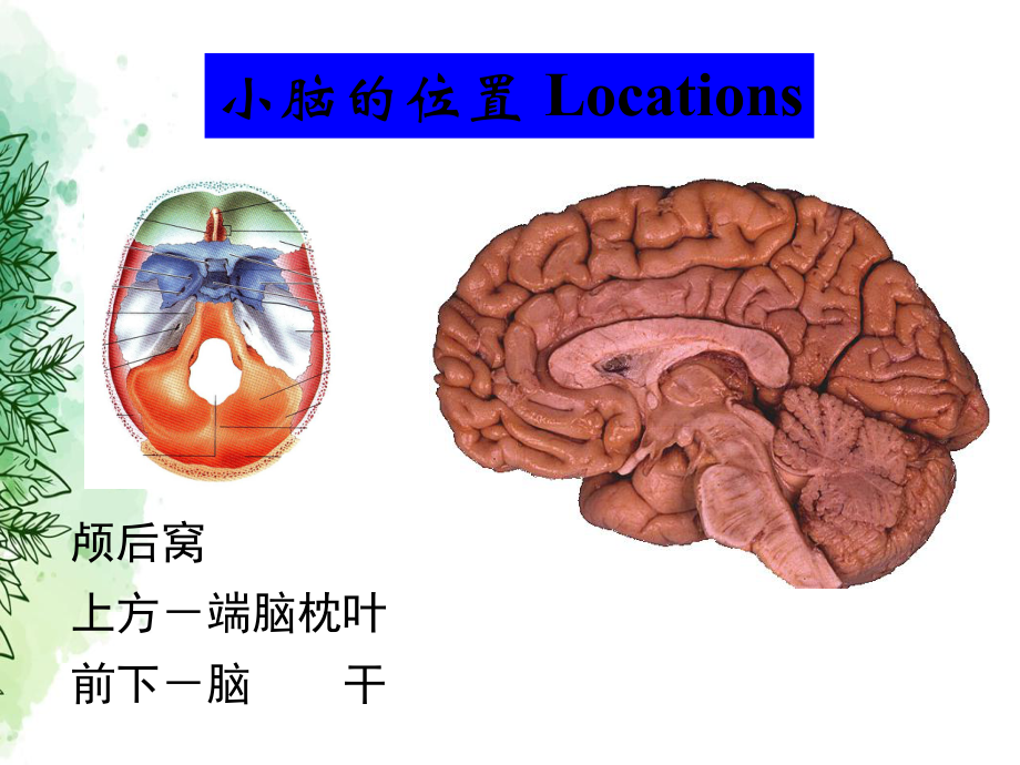 小脑间脑端脑外形讲课课件.ppt_第2页