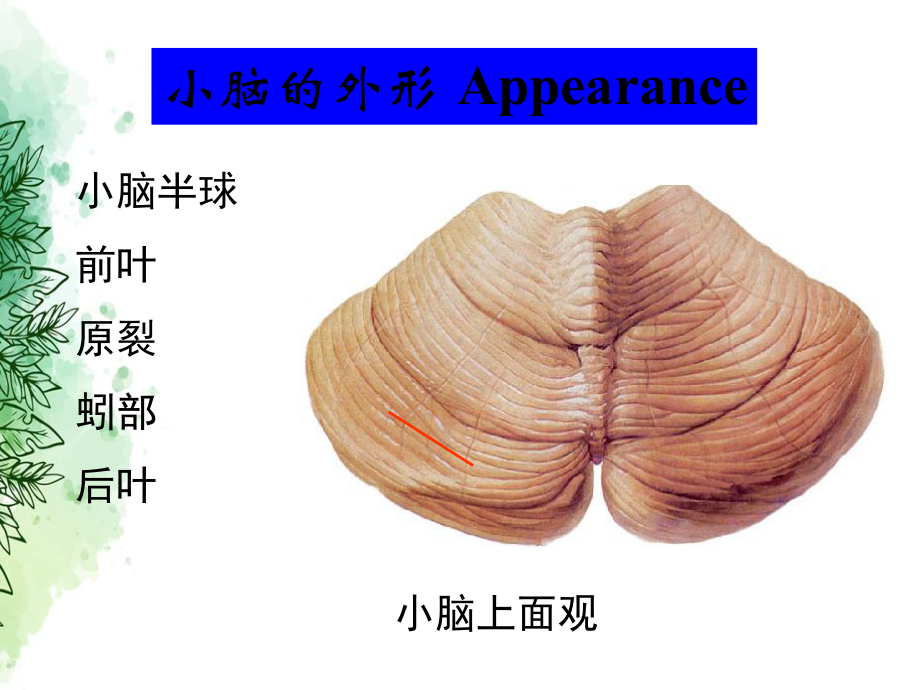 小脑间脑端脑外形讲课课件.ppt_第3页