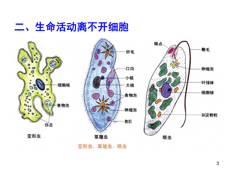 高三生物第一轮复习必修一全套课件.ppt_第3页