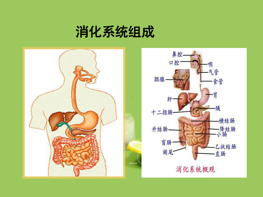 消化系统疾病与临床用药课件.ppt_第3页