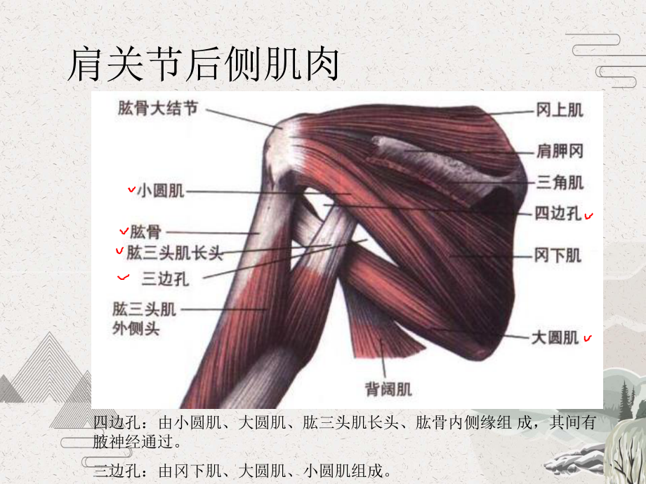 肩关节C形针刀松解术治疗肩周炎课件.pptx_第3页