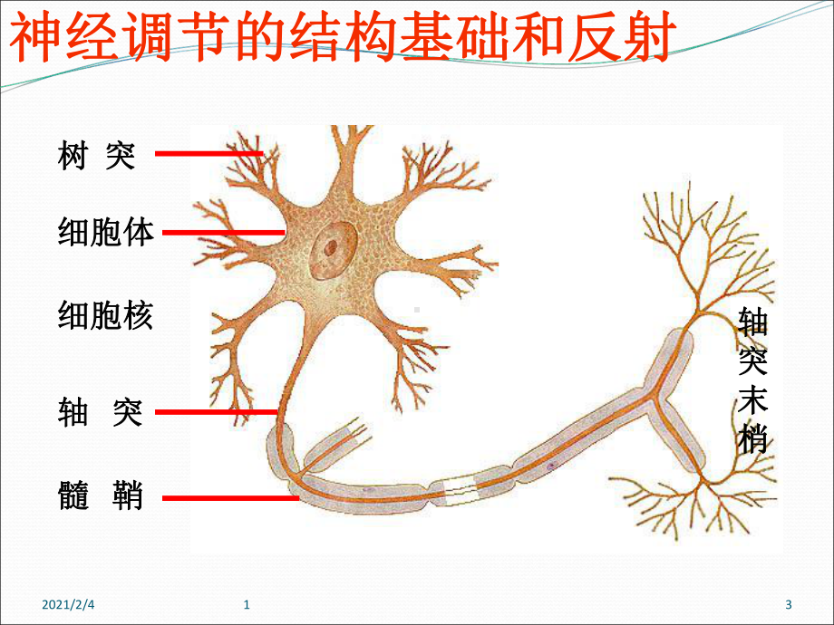 稳态与环境学业水平考试复习课件.ppt_第3页