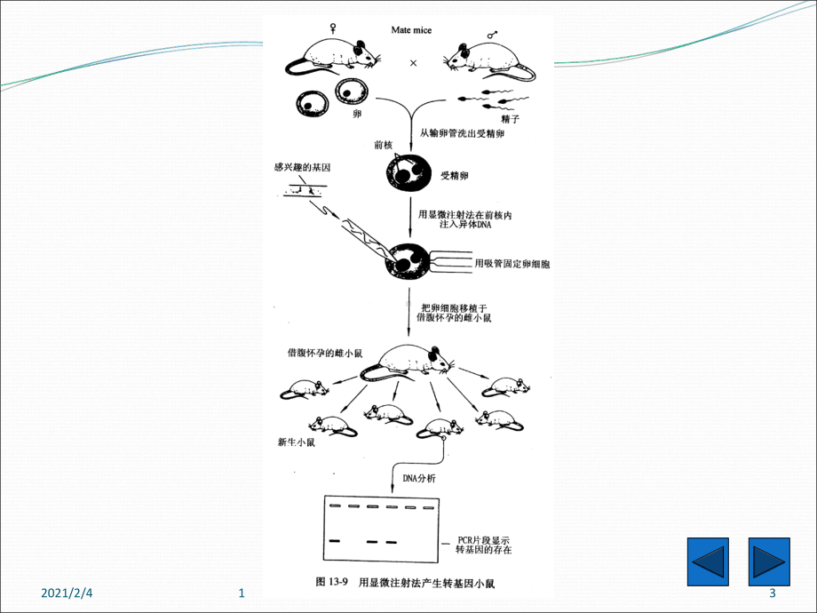 转基因生物和基因打靶课件.ppt_第3页