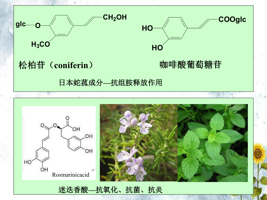 苯丙素天然药物化学课件.ppt_第3页