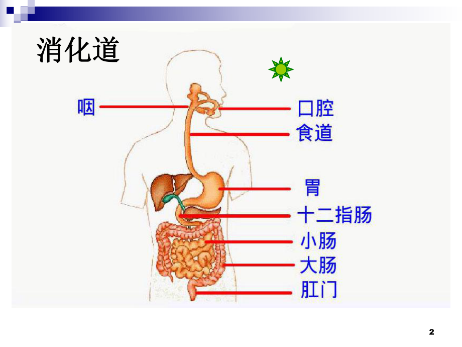 七年级生物下册2012最新-第四单元第二章第三节《合理营养与食品安全》(人教版)课件.ppt_第2页