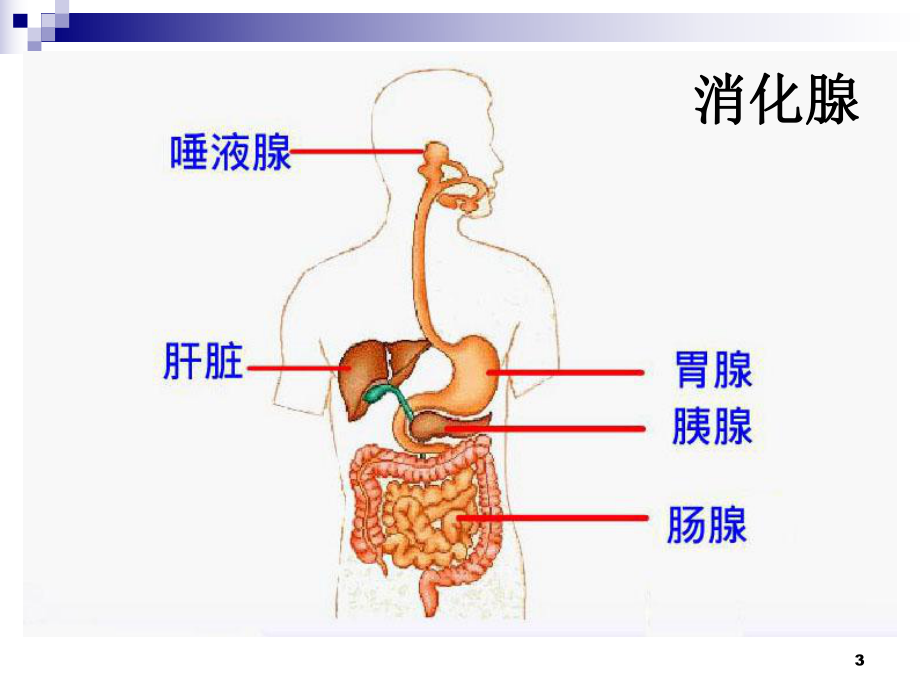 七年级生物下册2012最新-第四单元第二章第三节《合理营养与食品安全》(人教版)课件.ppt_第3页