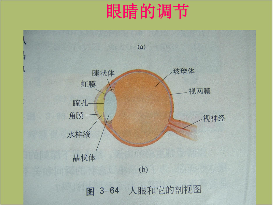 （粤教沪版）八年级物理上册：37《眼睛与光学仪器》课件.ppt_第3页