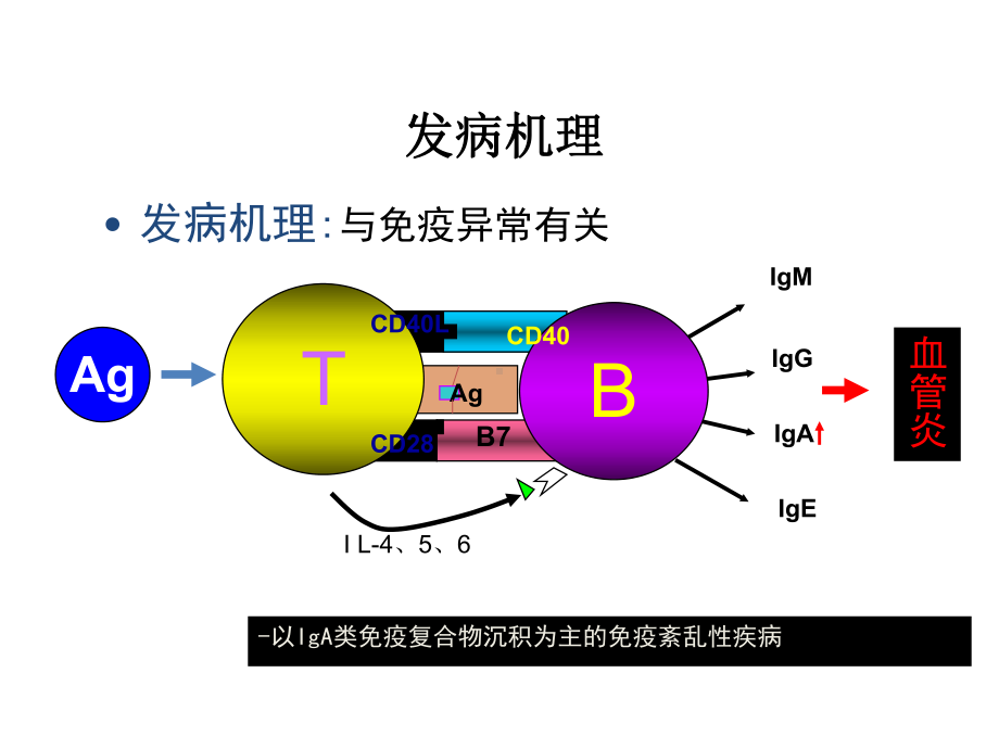 过敏性紫癜病理生理.ppt_第3页