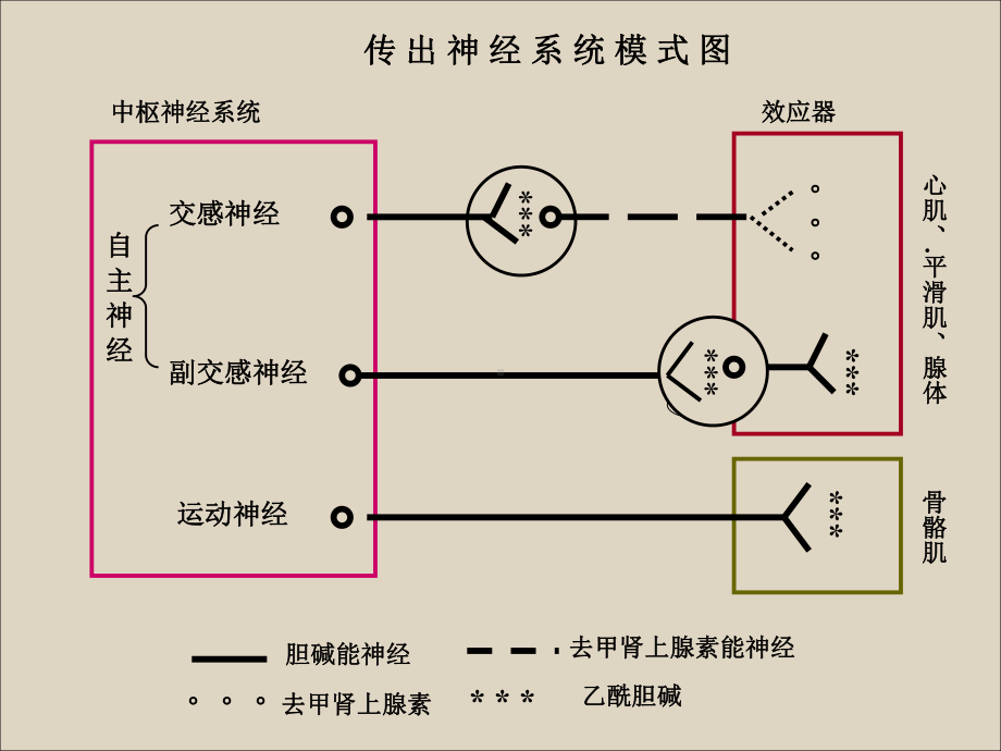 -医学课件传出神经系统药理概论(96p).ppt_第3页