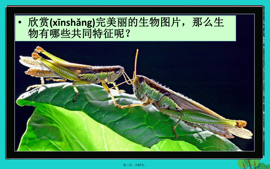 七年级生物上册111生物的特征课件(新版)新人教版.ppt_第3页