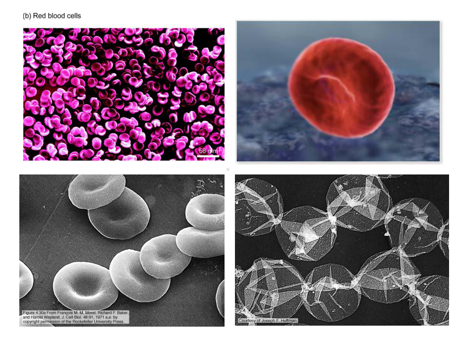 -医学课件-医学细胞生物学.ppt_第2页