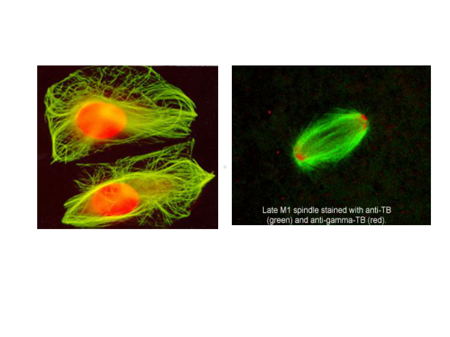 -医学课件-医学细胞生物学.ppt_第3页