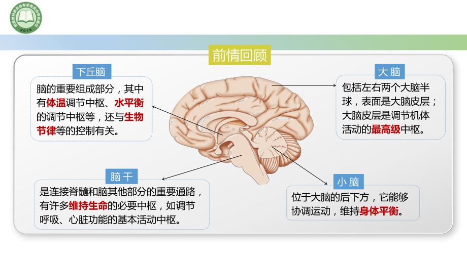 2.4神经系统的分级调节第1课时 神经系统对躯体运动的分级调节ppt课件-2023新人教版(2019）《高中生物》选择性必修第一册.pptx_第1页