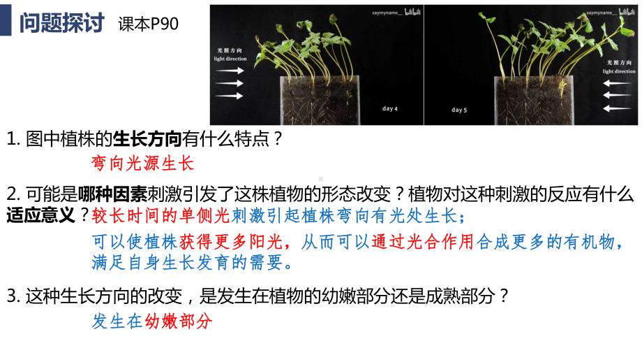 5.1 植物生长素(同名第1课时）ppt课件-2023新人教版(2019）《高中生物》选择性必修第一册.pptx_第3页