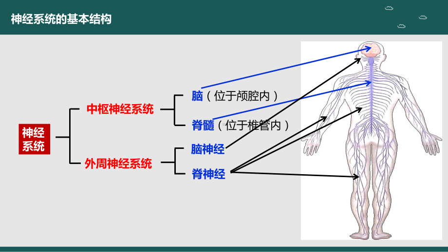 2.1神经系统的结构基础ppt课件-2023新人教版(2019）《高中生物》选择性必修第一册.pptx_第3页