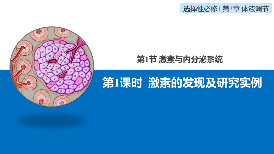 3.1.1激素的发现及研究实例ppt课件 -2023新人教版(2019）《高中生物》选择性必修第一册.pptx_第1页