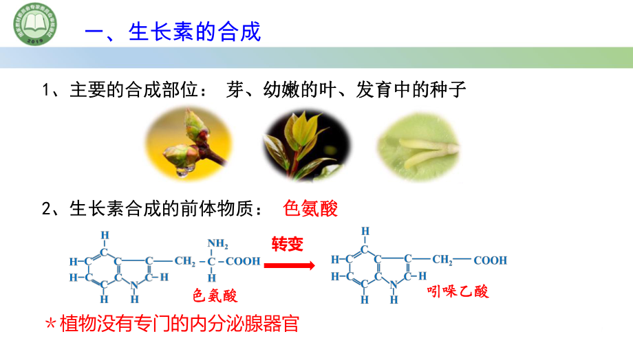 5.1植物生长素第3课时 生长素的合成、运输与分布ppt课件-2023新人教版(2019）《高中生物》选择性必修第一册.pptx_第3页