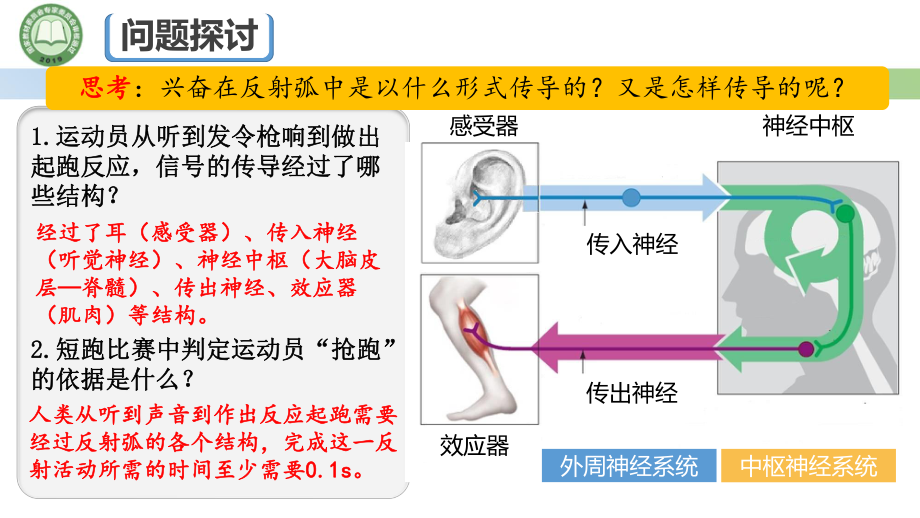 2.3神经冲动的产生和传导第1课时 兴奋在神经纤维上的传导ppt课件-2023新人教版(2019）《高中生物》选择性必修第一册.pptx_第3页