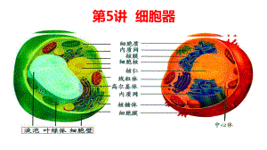 一轮复习ppt课件：第5讲 细胞器-2023新人教版(2019）《高中生物》必修第一册.pptx