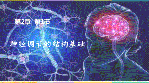 2.1 神经调节的结构基础 ppt课件 -2023新人教版(2019）《高中生物》选择性必修第一册.pptx