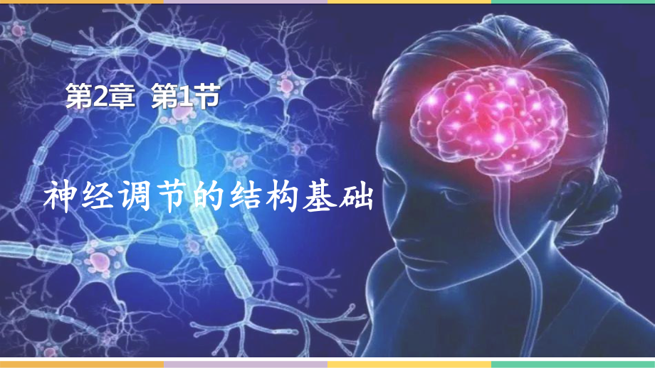 2.1 神经调节的结构基础 ppt课件 -2023新人教版(2019）《高中生物》选择性必修第一册.pptx_第1页