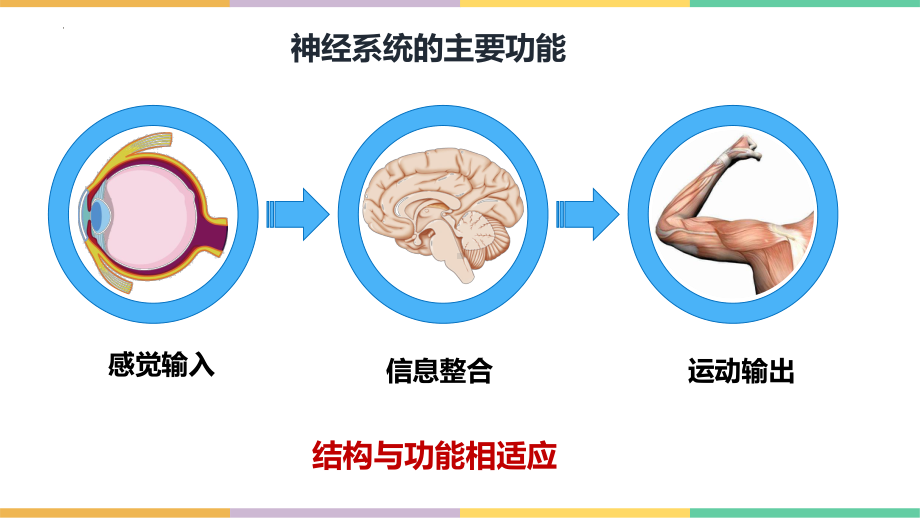 2.1 神经调节的结构基础 ppt课件 -2023新人教版(2019）《高中生物》选择性必修第一册.pptx_第3页