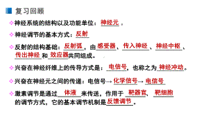 3.3体液调节与神经调节的关系ppt课件 -2023新人教版(2019）《高中生物》选择性必修第一册.pptx