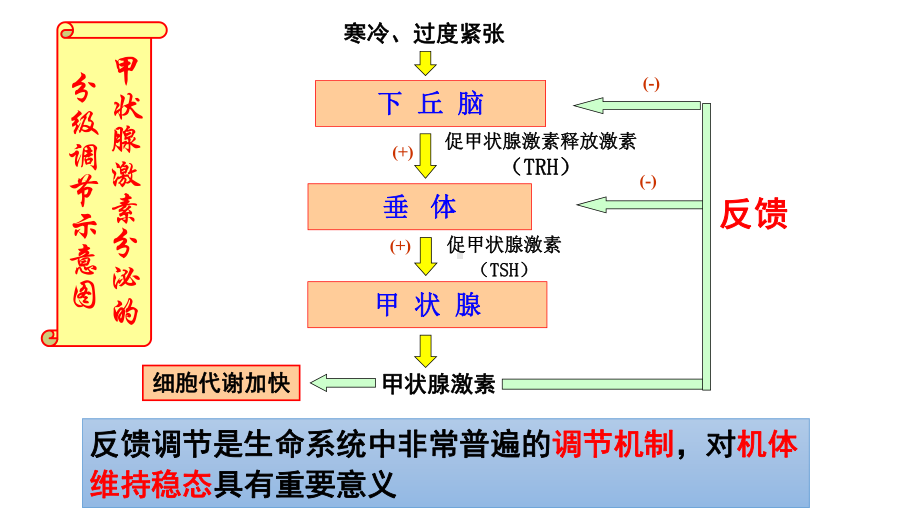 3.3体液调节与神经调节的关系ppt课件 -2023新人教版(2019）《高中生物》选择性必修第一册.pptx_第2页