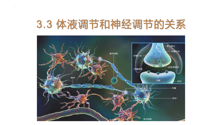 3.3体液调节与神经调节的关系ppt课件 -2023新人教版(2019）《高中生物》选择性必修第一册.pptx_第3页