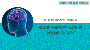 2.3.2 兴奋在神经元之间的传递和滥用兴奋剂ppt课件 -2023新人教版(2019）《高中生物》选择性必修第一册.pptx