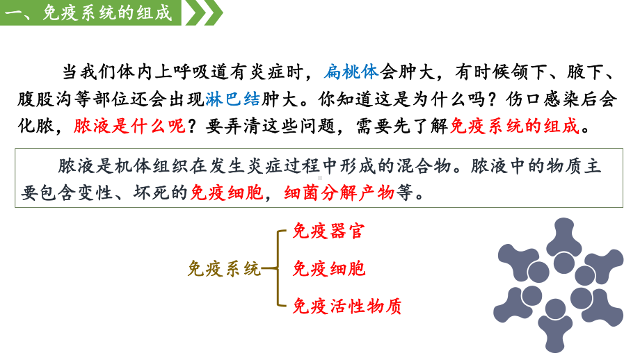 4.1 免疫系统的组成和功能 ppt课件-2023新人教版(2019）《高中生物》选择性必修第一册.pptx_第3页