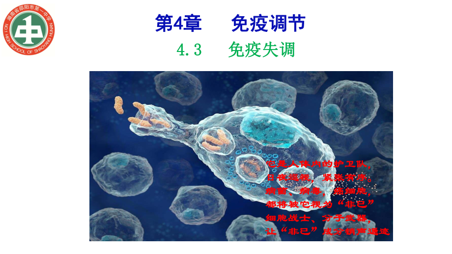 4.3免疫失调ppt课件(同名4)-2023新人教版(2019）《高中生物》选择性必修第一册.pptx_第1页