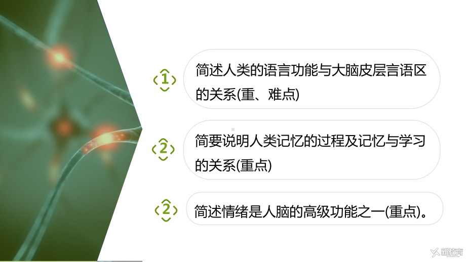 2.5 人脑的高级功能ppt课件--2023新人教版(2019）《高中生物》选择性必修第一册.pptx_第2页