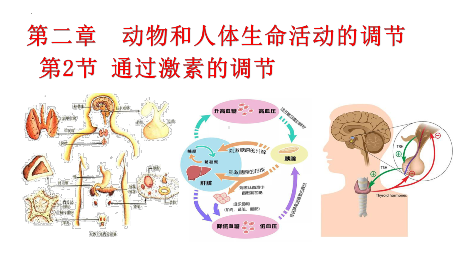 2.2通过激素的调节(同名第二课时） ppt课件-2023新人教版(2019）《高中生物》选择性必修第一册.pptx_第1页