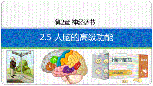 2.5 人脑的高级功能 ppt课件-2023新人教版(2019）《高中生物》选择性必修第一册.pptx