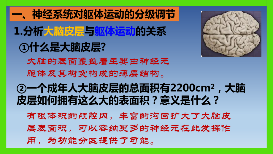 2.4神经系统的分级调节ppt课件 (同名2)-2023新人教版(2019）《高中生物》选择性必修第一册.pptx_第3页