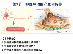 2.3神经冲动的产生和传导 ppt课件 (同名1)-2023新人教版(2019）《高中生物》选择性必修第一册.pptx