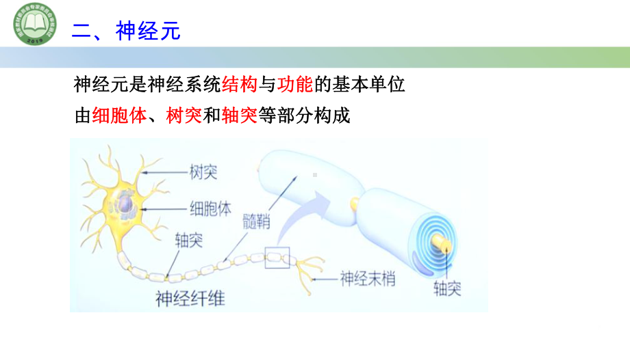 2.1神经调节的结构基础第2课时 组成神经系统的细胞ppt课件-2023新人教版(2019）《高中生物》选择性必修第一册.pptx_第3页