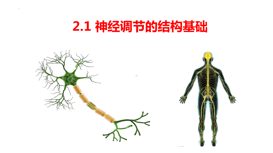 2.1神经调节的结构基础ppt课件 (同名2)-2023新人教版(2019）《高中生物》选择性必修第一册.pptx_第1页