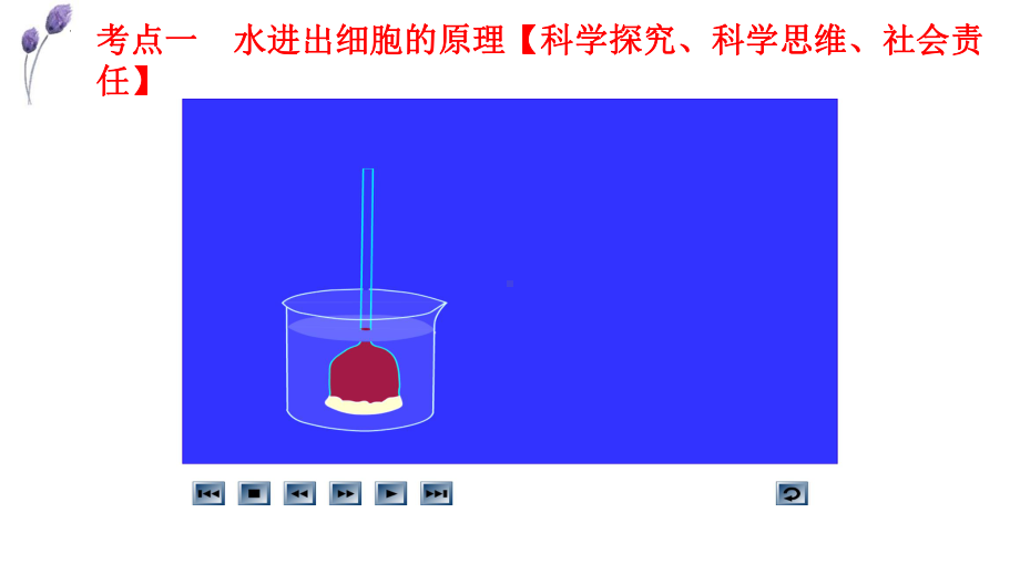 一轮复习ppt课件：第3章细胞的物质输入和输出-2023新人教版(2019）《高中生物》必修第一册.pptx_第3页