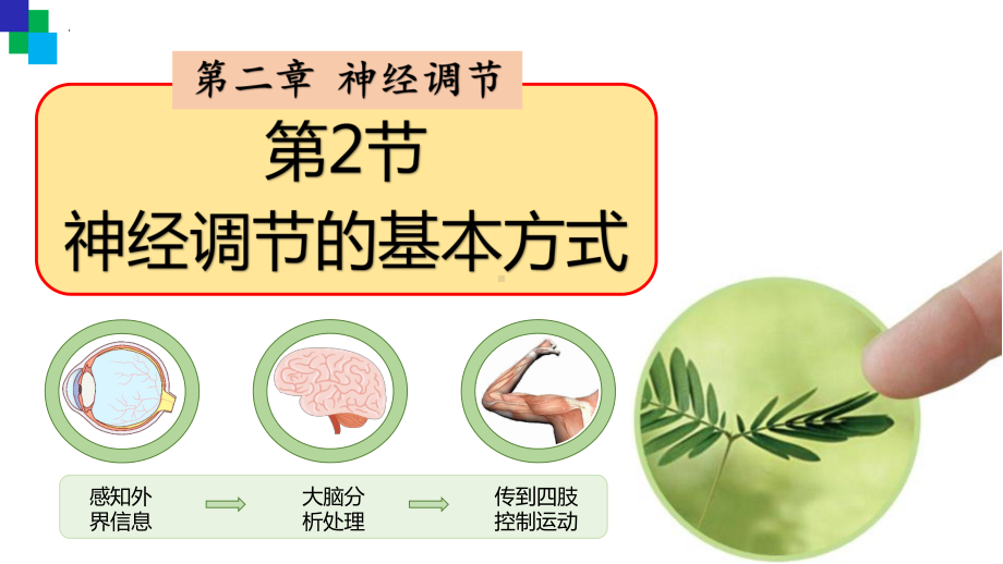 2.2 神经调节的基本方式 ppt课件 -2023新人教版(2019）《高中生物》选择性必修第一册.pptx_第1页