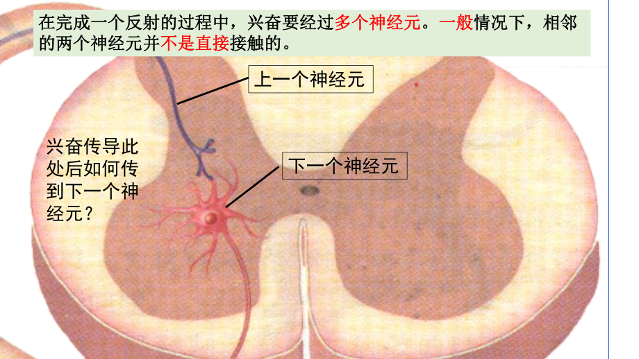 2.3神经冲动的产生和传导第2课时 兴奋在神经元之间的传递ppt课件-2023新人教版(2019）《高中生物》选择性必修第一册.pptx_第2页