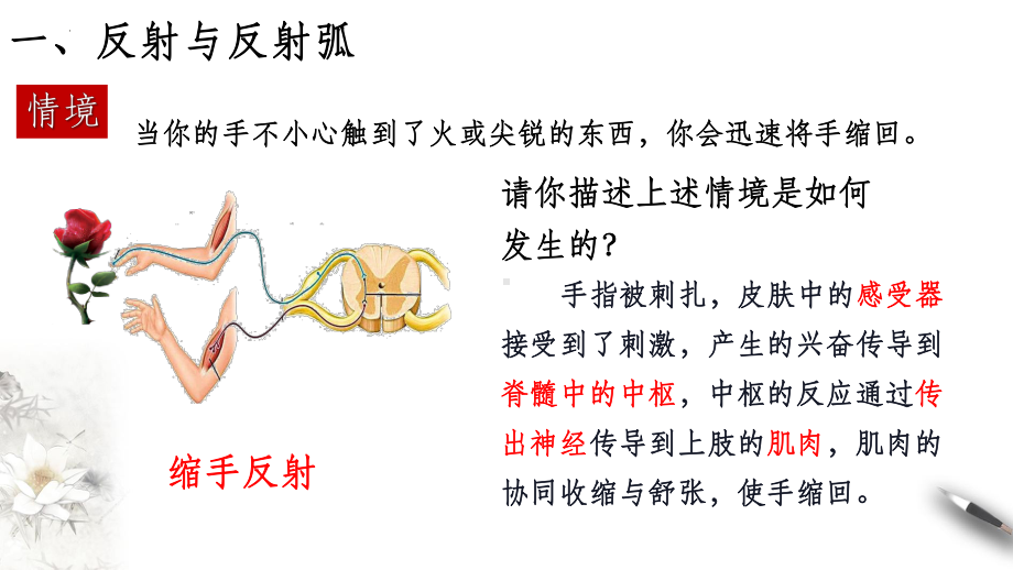 2.2神经调节的基本方式ppt课件(同名12)-2023新人教版(2019）《高中生物》选择性必修第一册.pptx_第2页