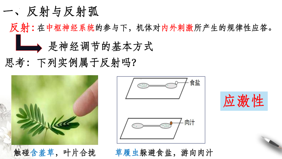 2.2神经调节的基本方式ppt课件(同名12)-2023新人教版(2019）《高中生物》选择性必修第一册.pptx_第3页