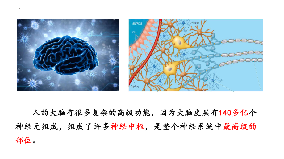 2.5 人脑的高级功能ppt课件2-2023新人教版(2019）《高中生物》选择性必修第一册.pptx_第3页